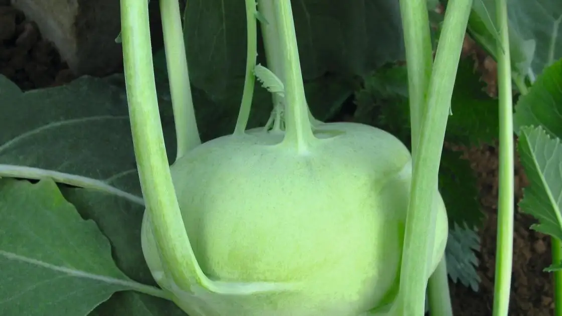 Kohlrabi Konan Precise