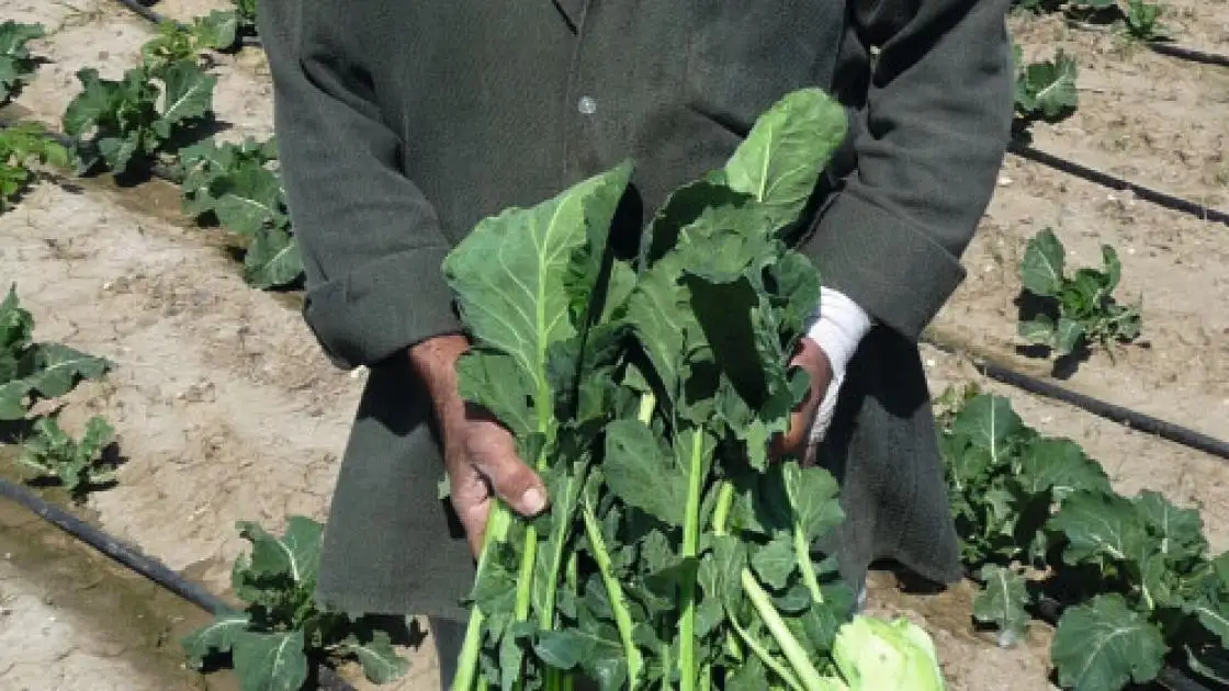 Kohlrabi Kossak Precise
