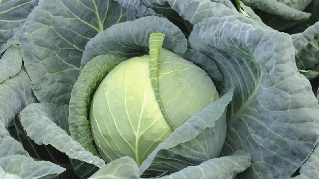 Weißkohl Almanac Prec.