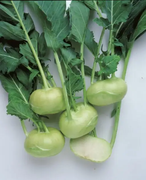 Kohlrabi Timpano F1