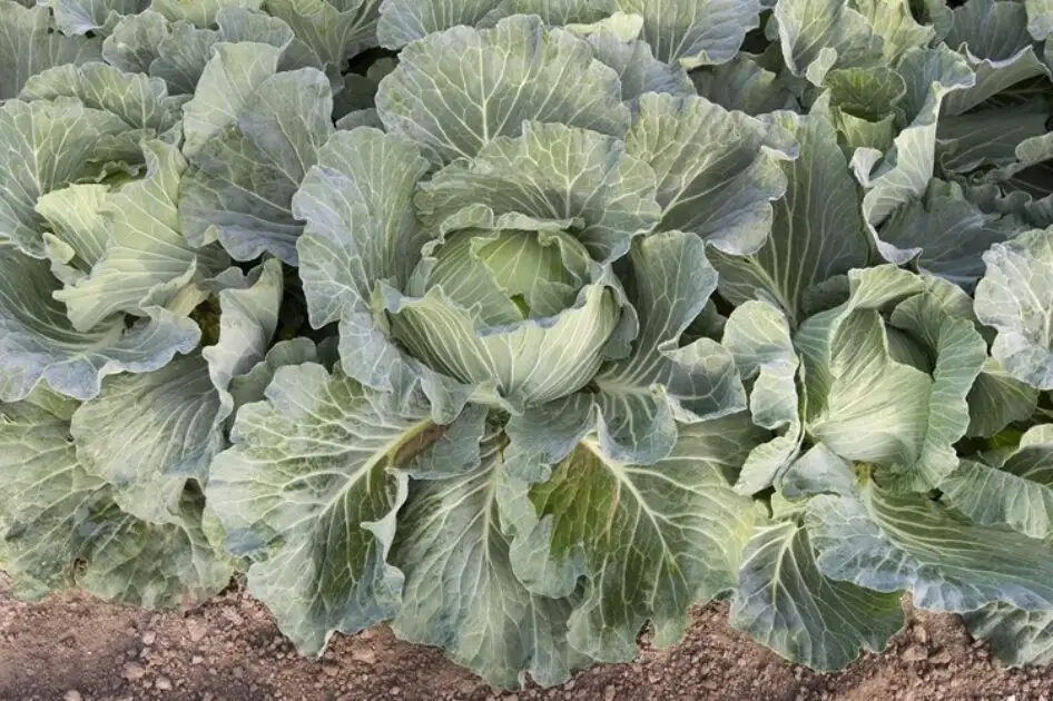 Kohl Weiß Flach Green Lunar F1 Präzise