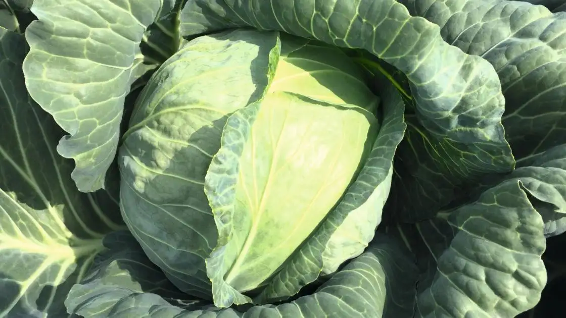 Weißkohl Report F1 Präzise