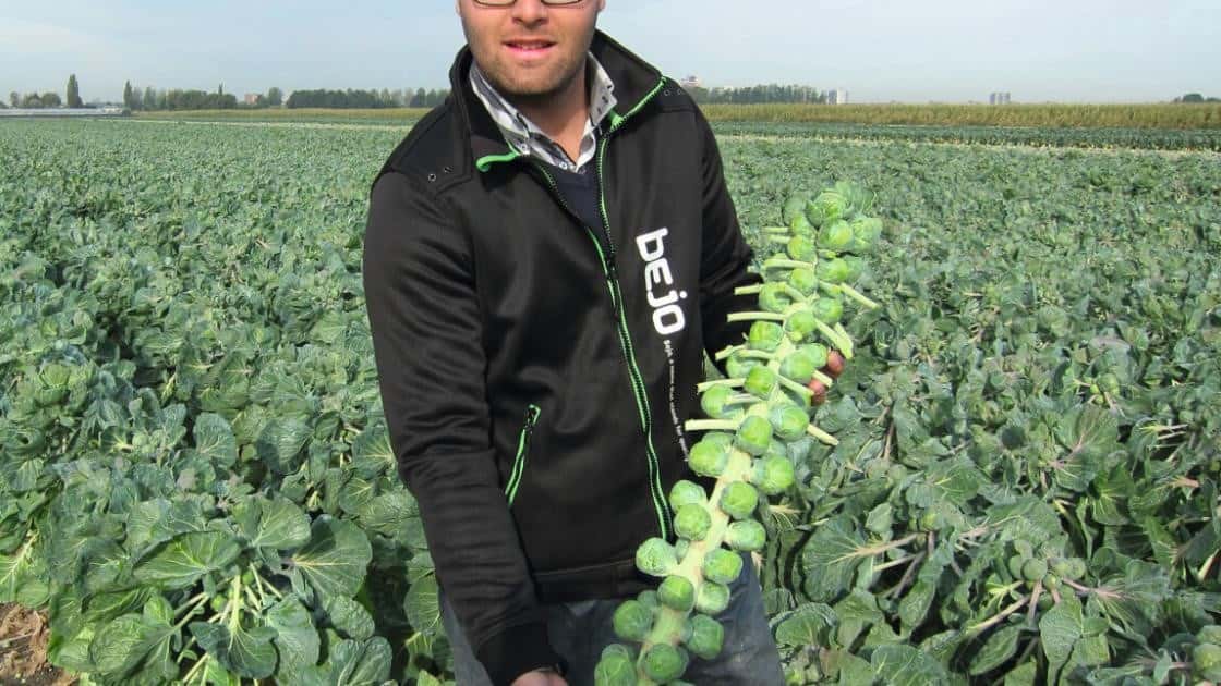Rosenkohl Marte F1