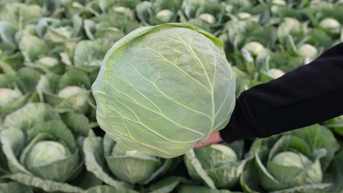 Weißkohl Conqueror Prec.