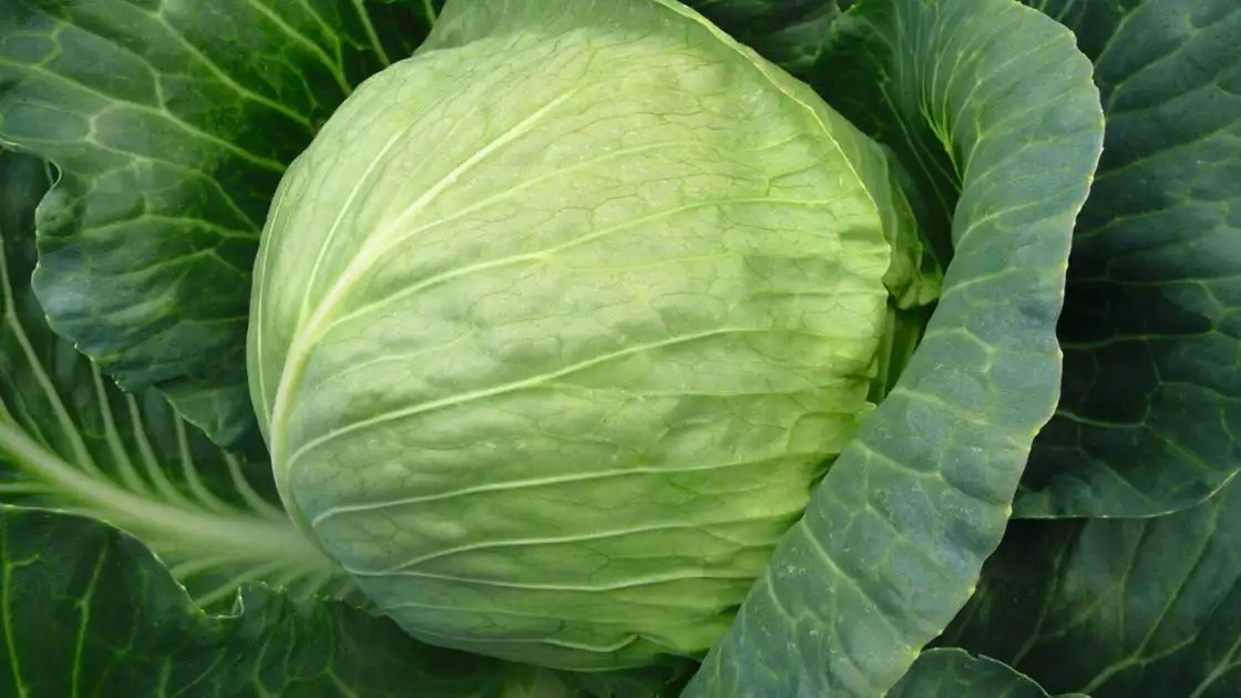 Weißkohl Tiara