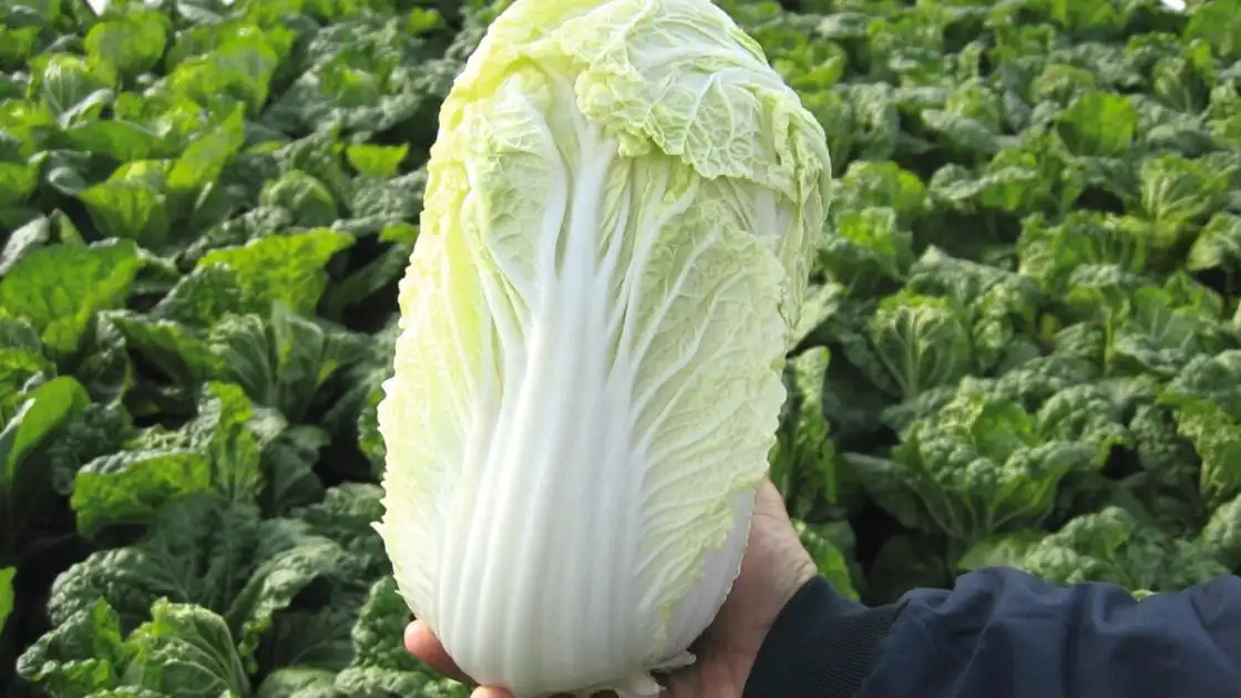 Pekinger Kohl Manoko Präzise