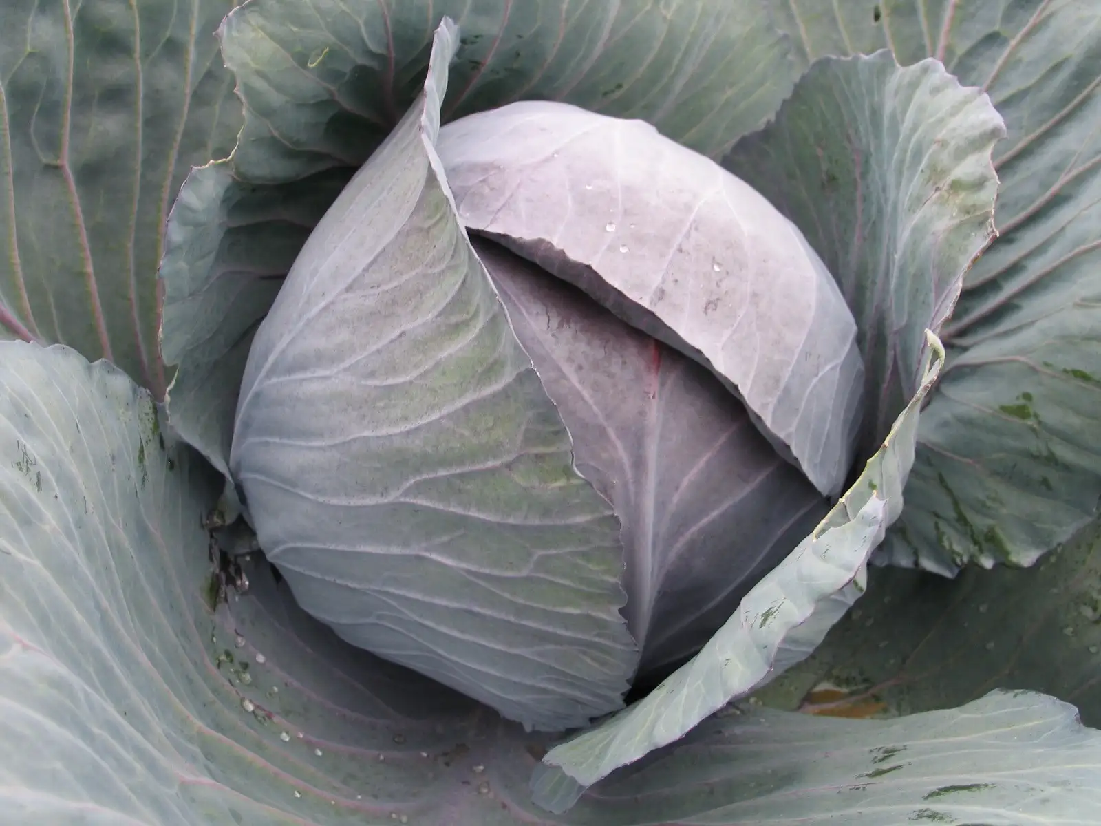 Rotkohl Romanov F1 Präzisionssaat