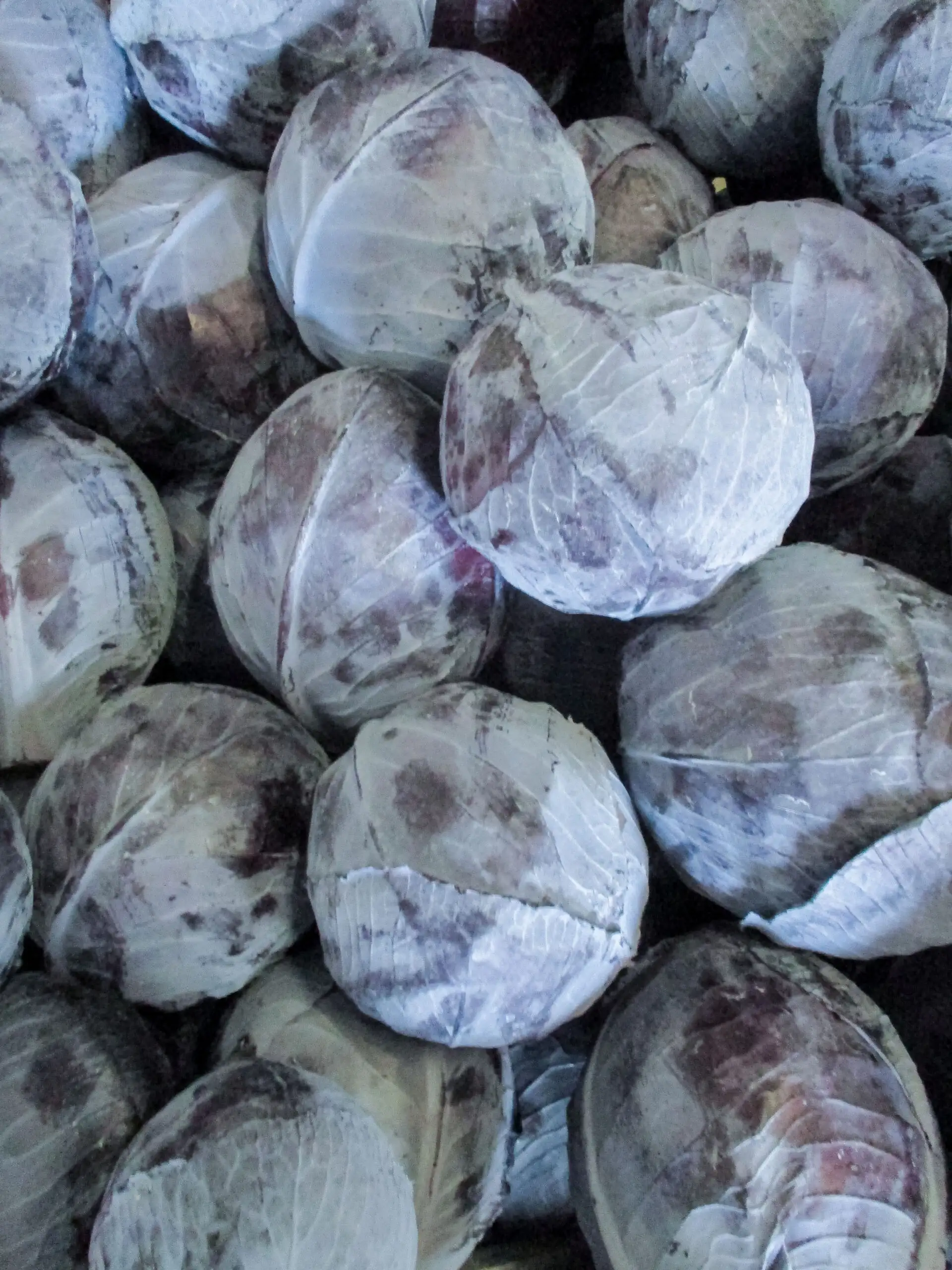 Rotkohl Rozera 13 - 426 F1 Präzisionssaat