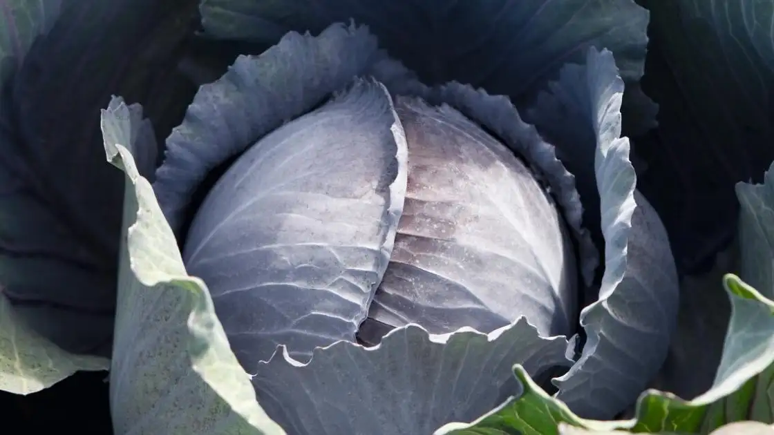 Roter Kohl Travero F1 Prec.st