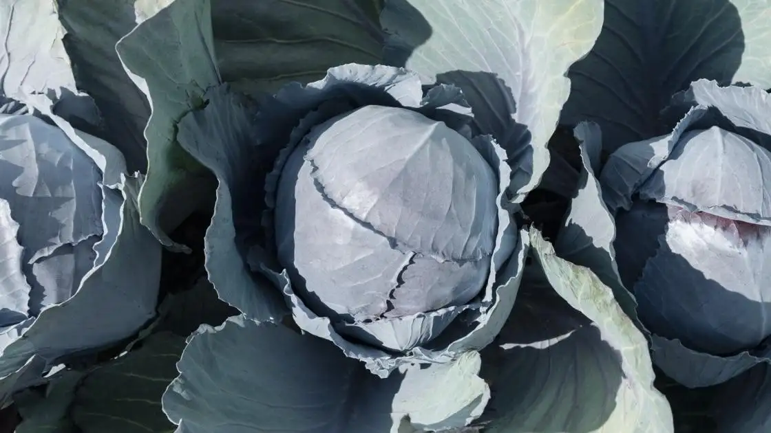 Rotkohl Davaro F1 Präzisionssaat