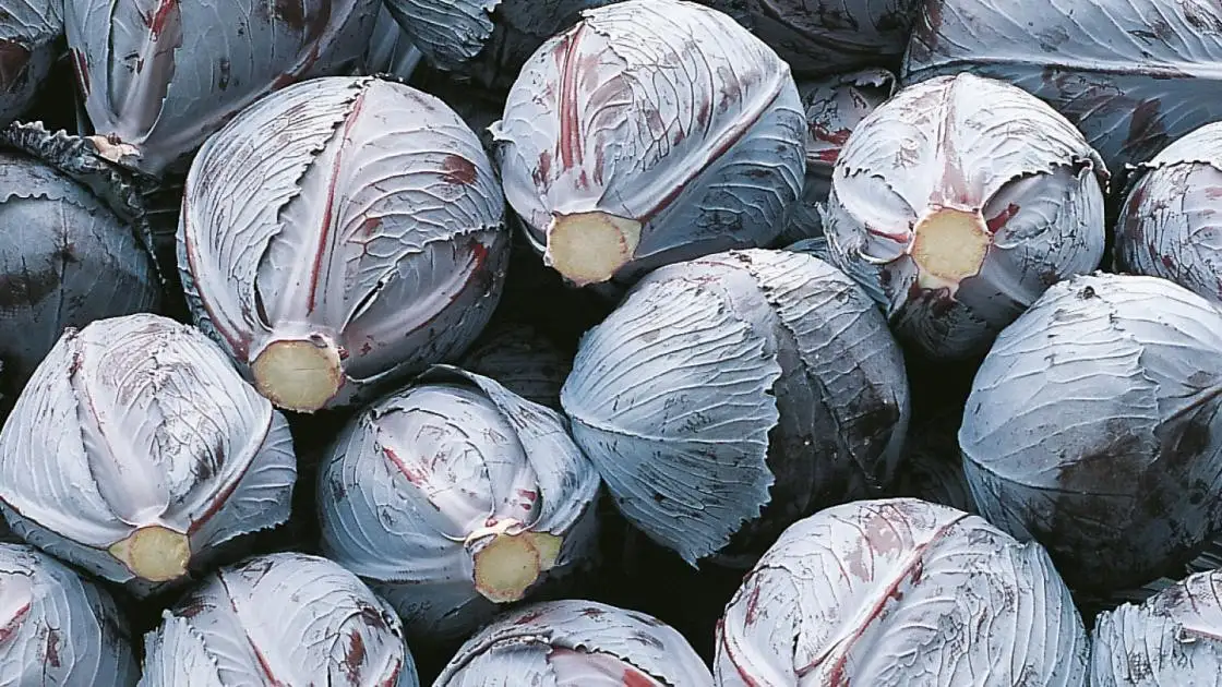 Rotkohl Integro Prec.