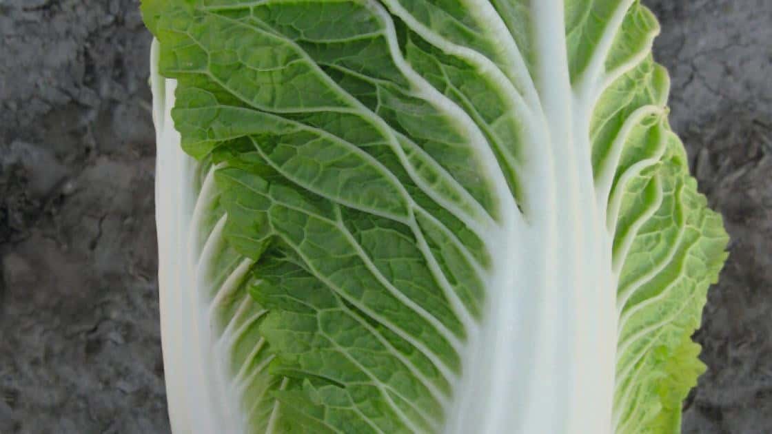 Pak Choi Pacifiko Prec.