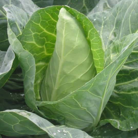 Kohl Spitzkohl Dutchman F1 Präzise