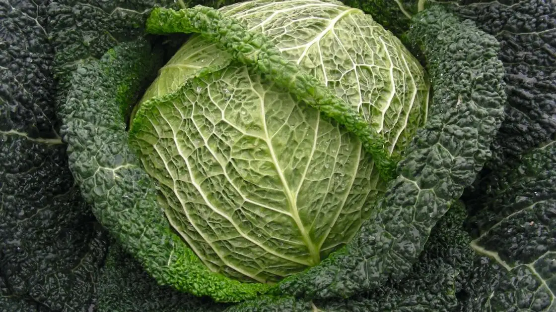 Kohl Wirsing Wirosa