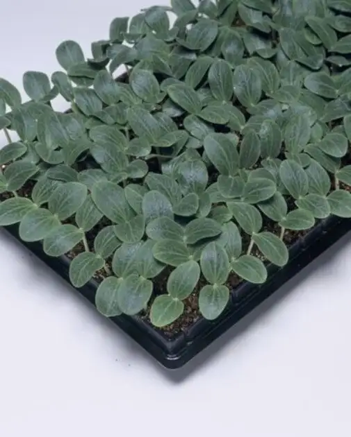 Cucumber Rootstock Status F1