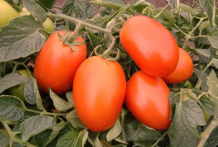 Freiland-Tomate Galilea F1