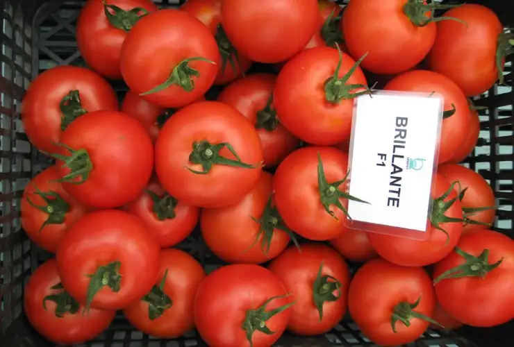 Tomate Tunelowy Brillante F1