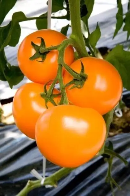 Tomato Tunnel Taiyo TI-169 F1