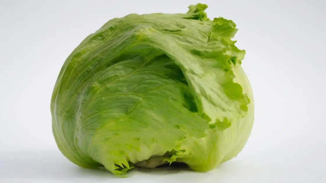 Lettuce Crisp Times Pre-germinated Coated