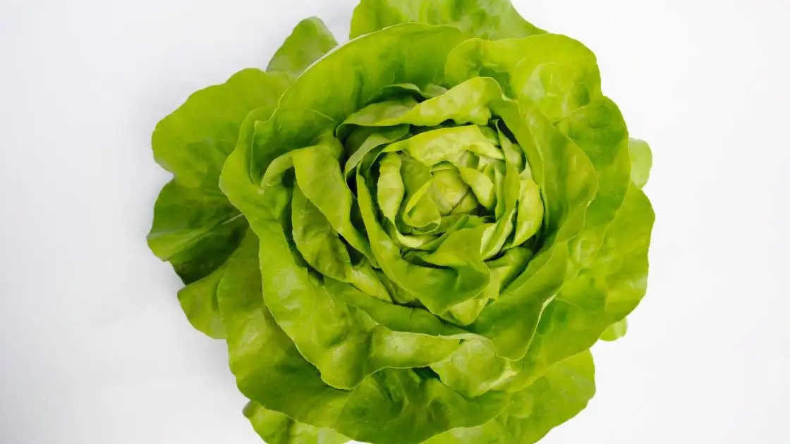 Butterhead Lettuce Antedis