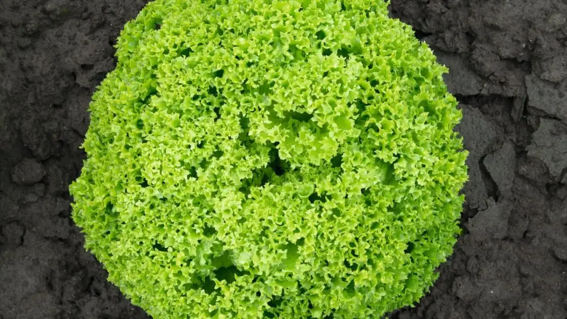 Sla Lollo Bionda Biondonna Voorgekiemde Gecoate
