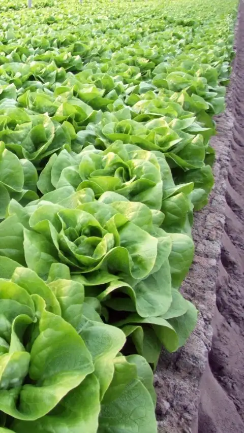 Butterhead Lettuce Neil Coated