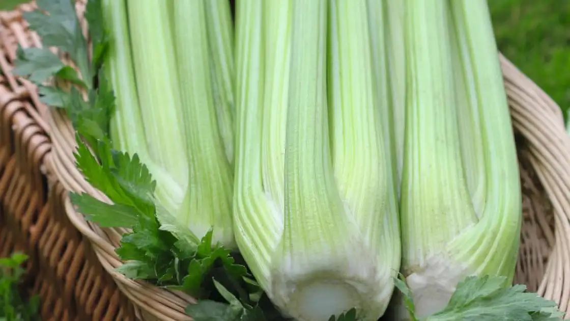 Celery Jive Pre-germinated Coated