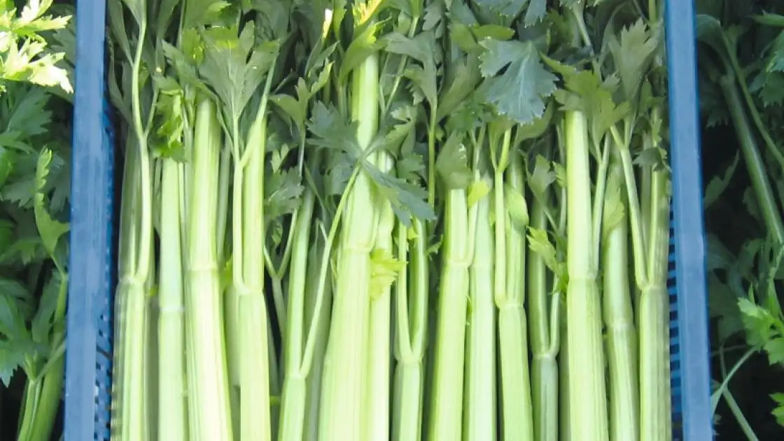 Celery Conga Pre-germinated Coated