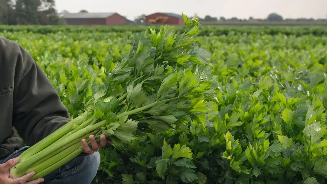 Mambo Pre-germinated Coated Celery