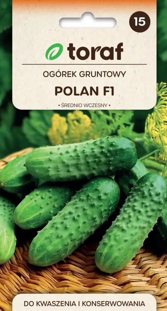 Gurke Polan Mittelspät