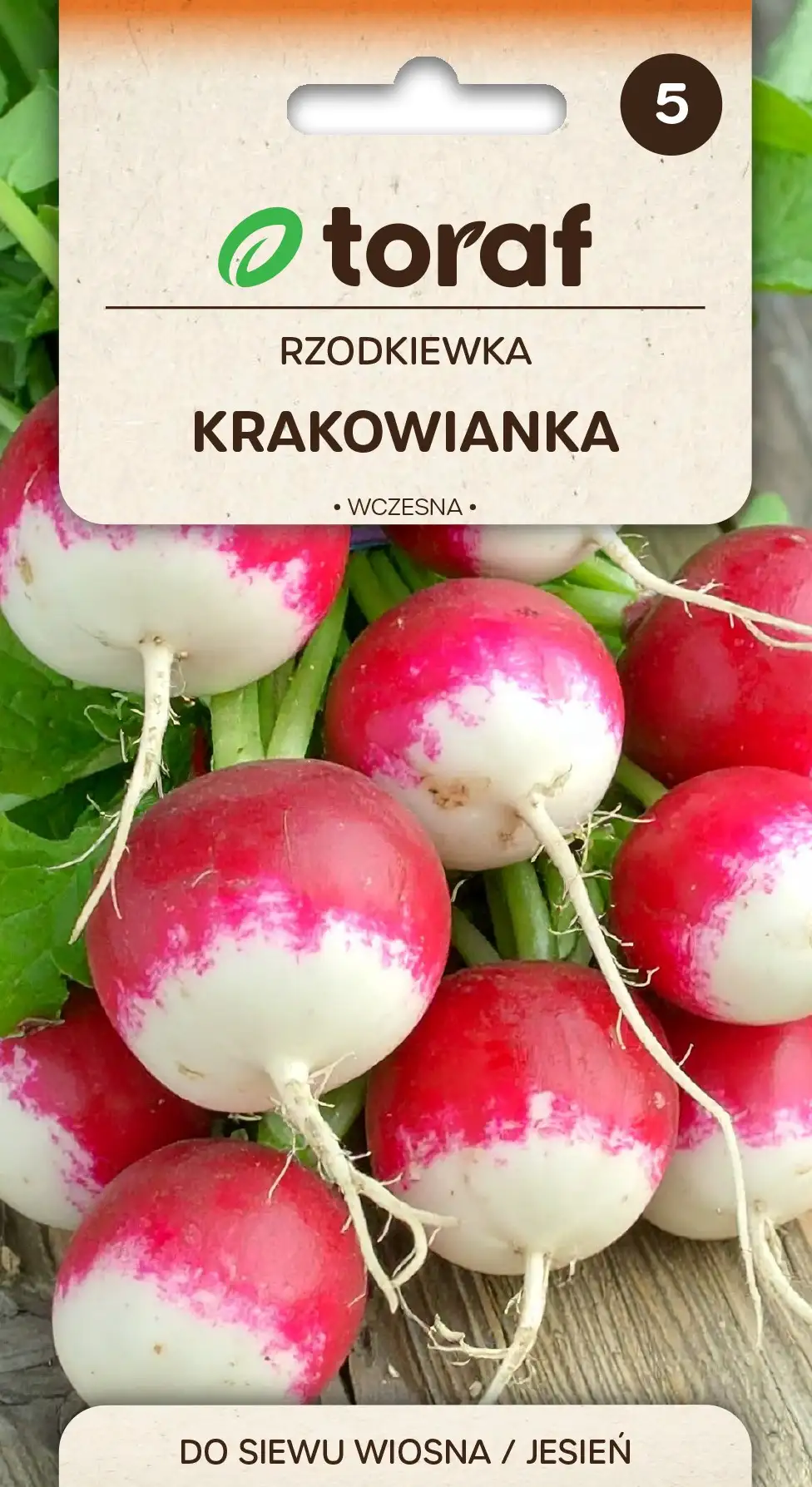 Radieschen Krakowianka