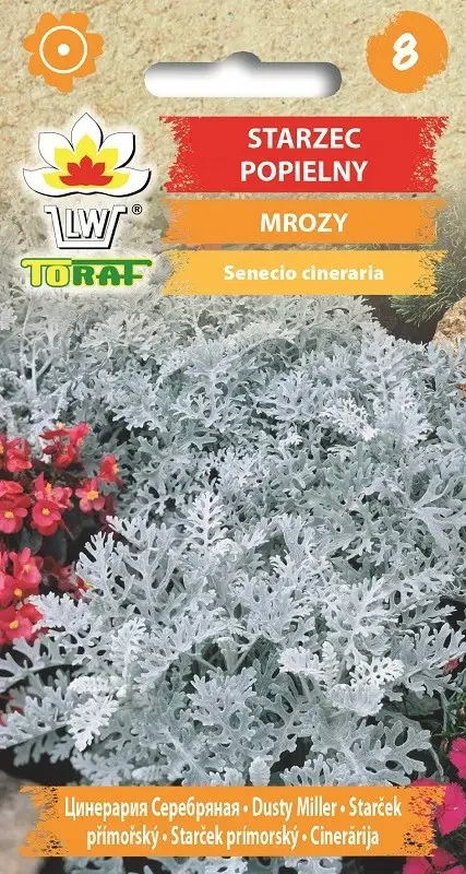 Senecio Frost Gezahnt Aschgrau