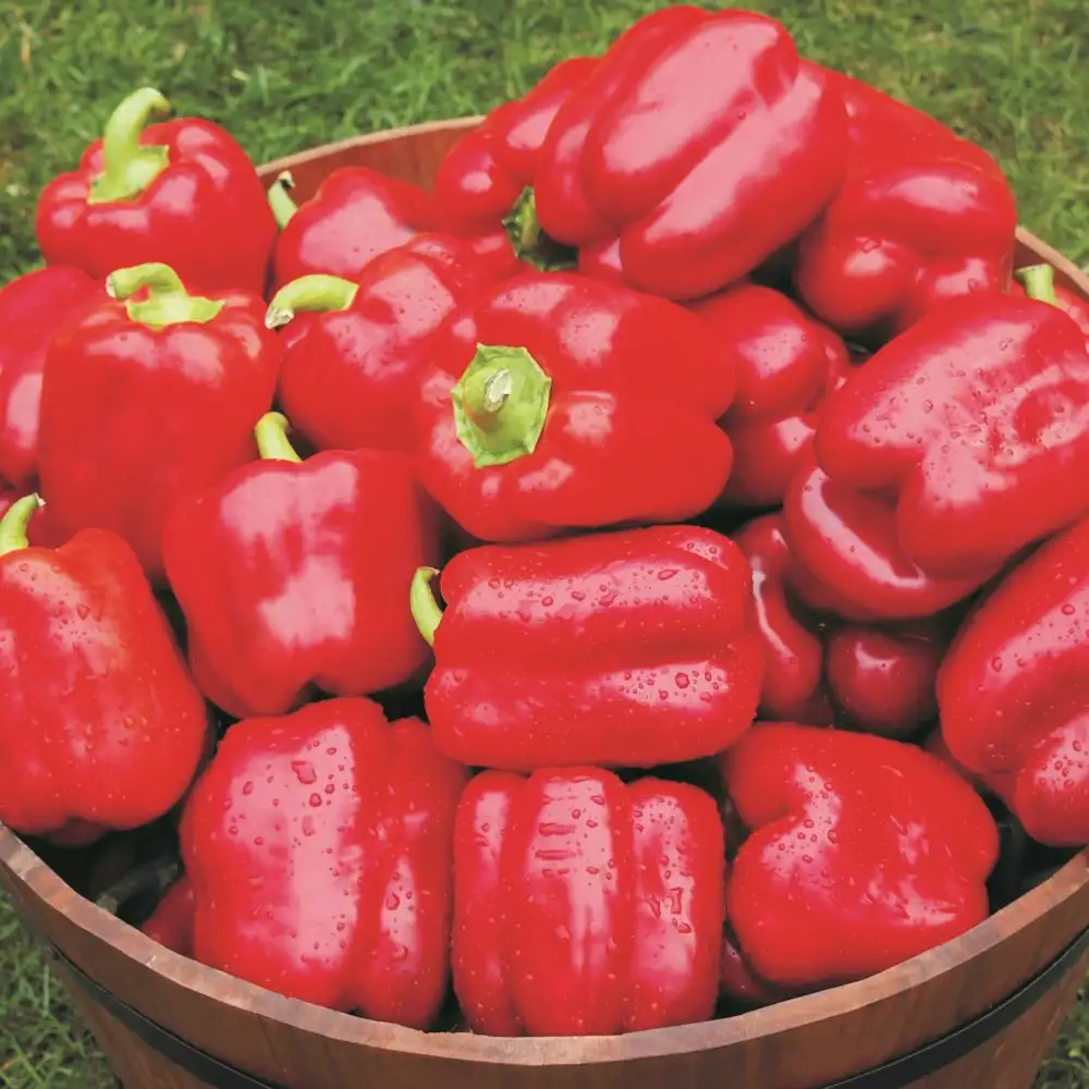 Papryka Gruntowa Czerwona Chouca F1