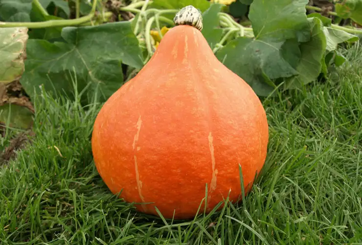 Dynia Hokkaido Potimarron