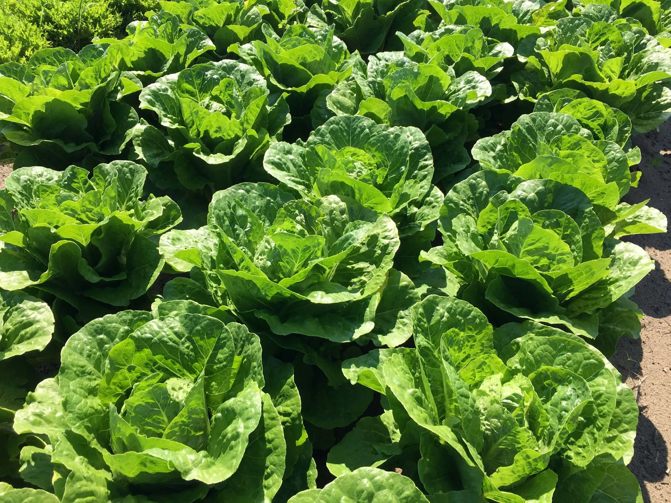 Lettuce Romaine Olgada Coated