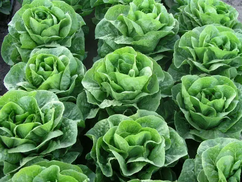 Romaine Lettuce Sidoral Coated