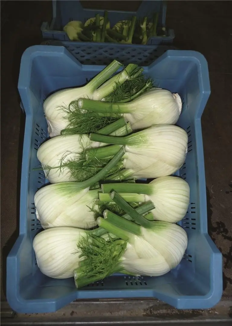 Fenchel Antares 2