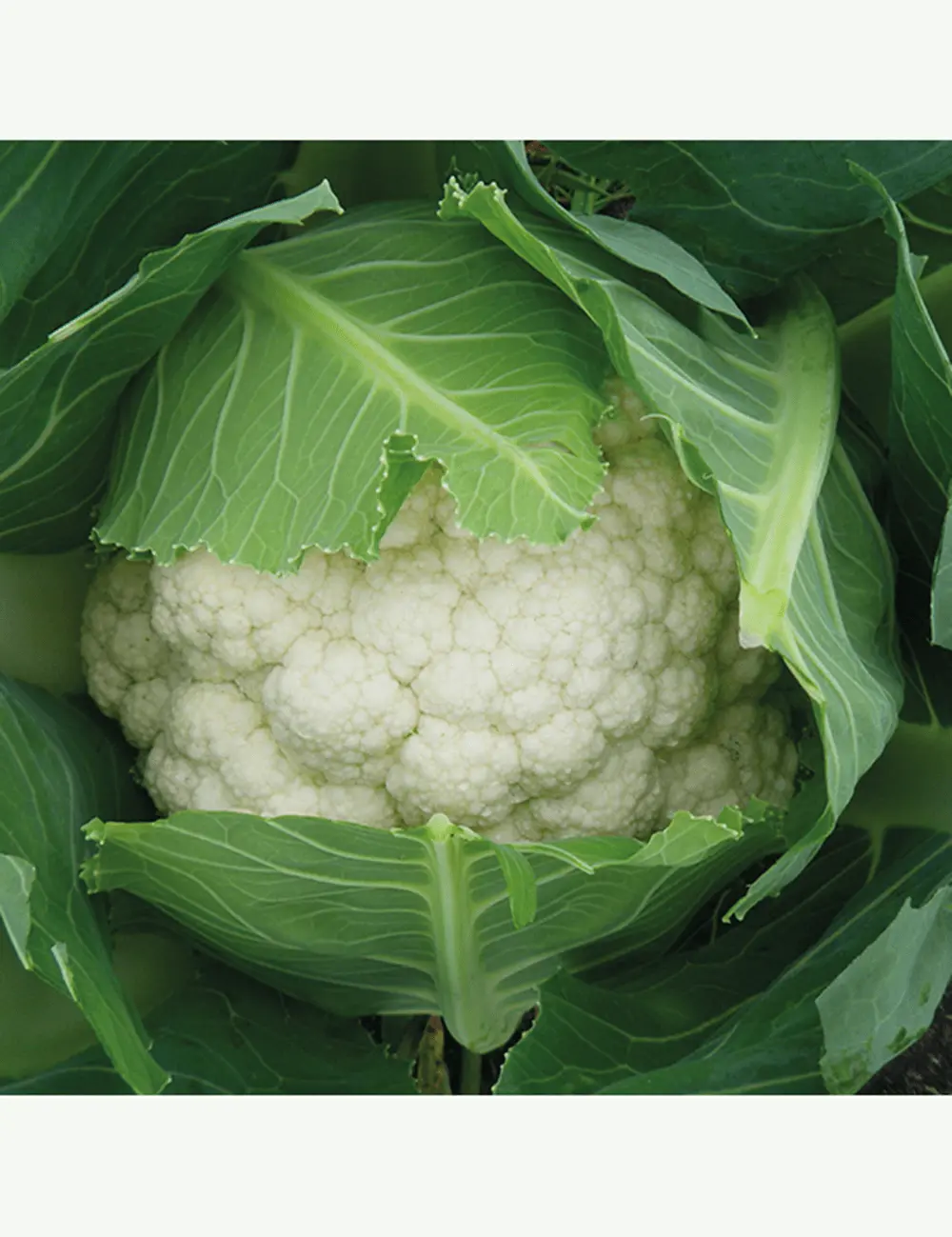 Blumenkohl Abeni F1