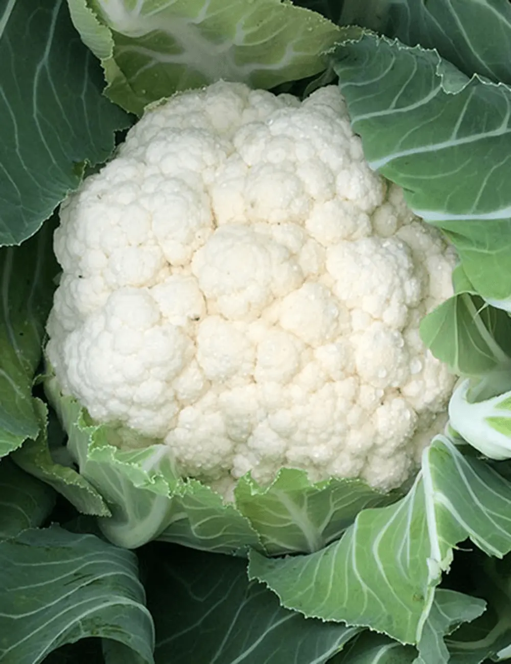 Blumenkohl Gieflor