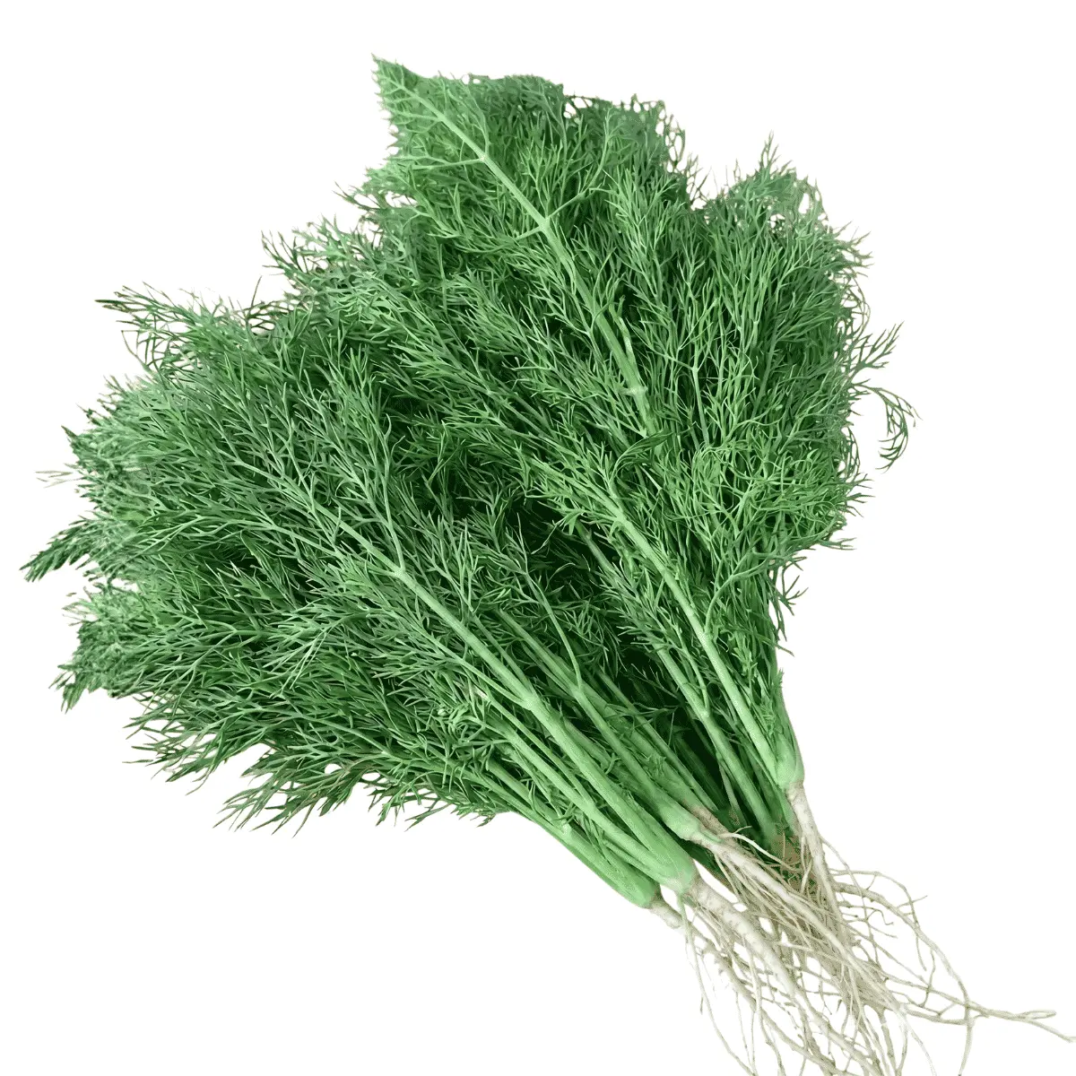 Dill Lukullus