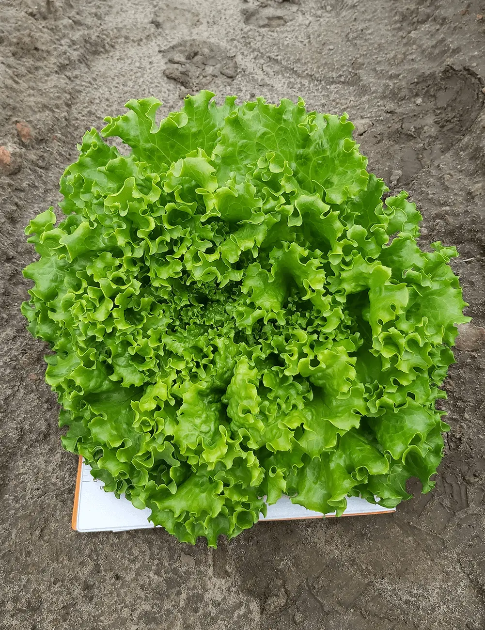 Lettuce Batawska Batsun Coated