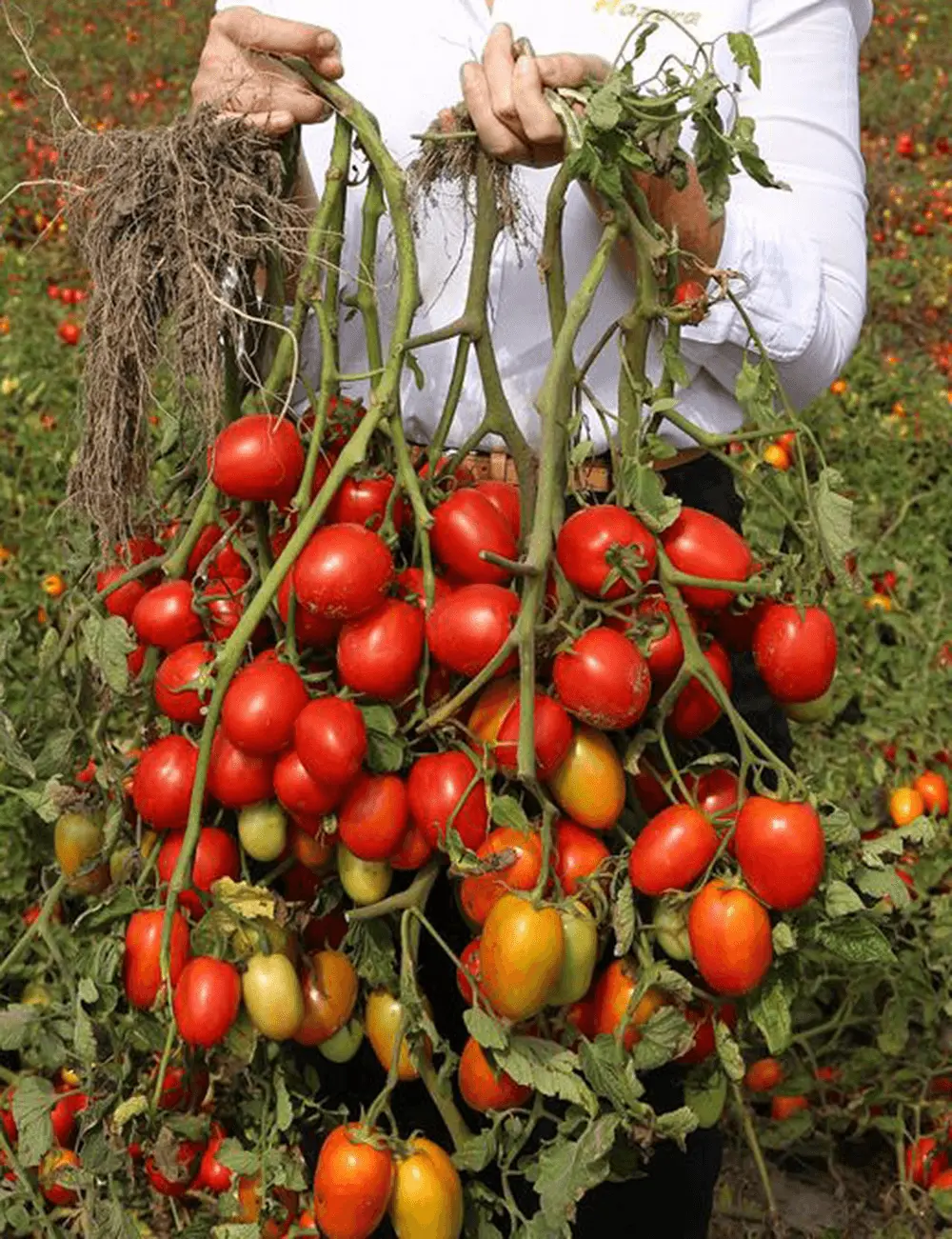 Tomate de Plein Champ Enotrio
