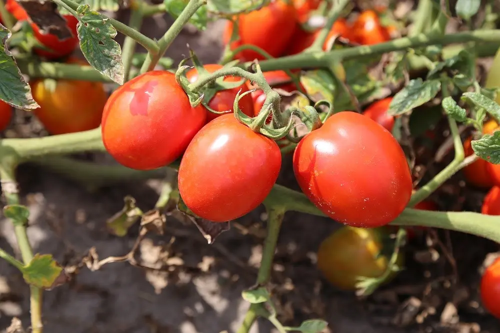 Tomate de Plein Champ Enotrio 2