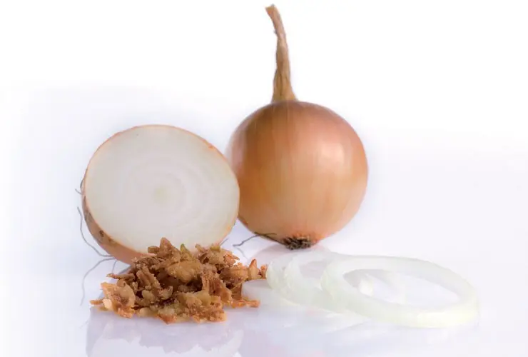 Zwiebel Gelb Centro F1 Vorkeimung