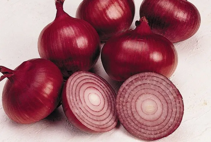 Rote Zwiebel Redrover F1 Vorkeim