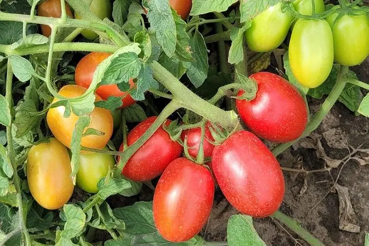 Tomate Freiland Olivenza