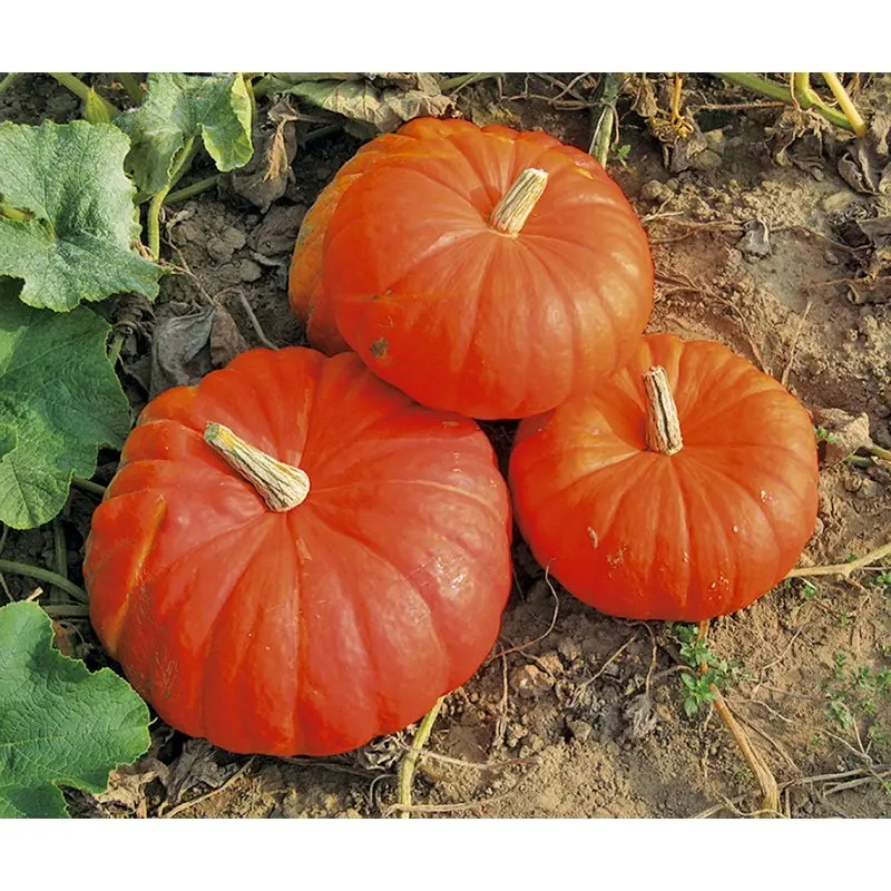 Kürbis Rogue Vif D'etampes 2