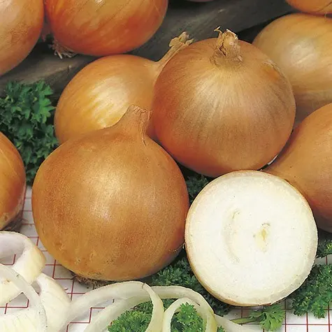 Zwiebel Rijnsburger 5 Alseed