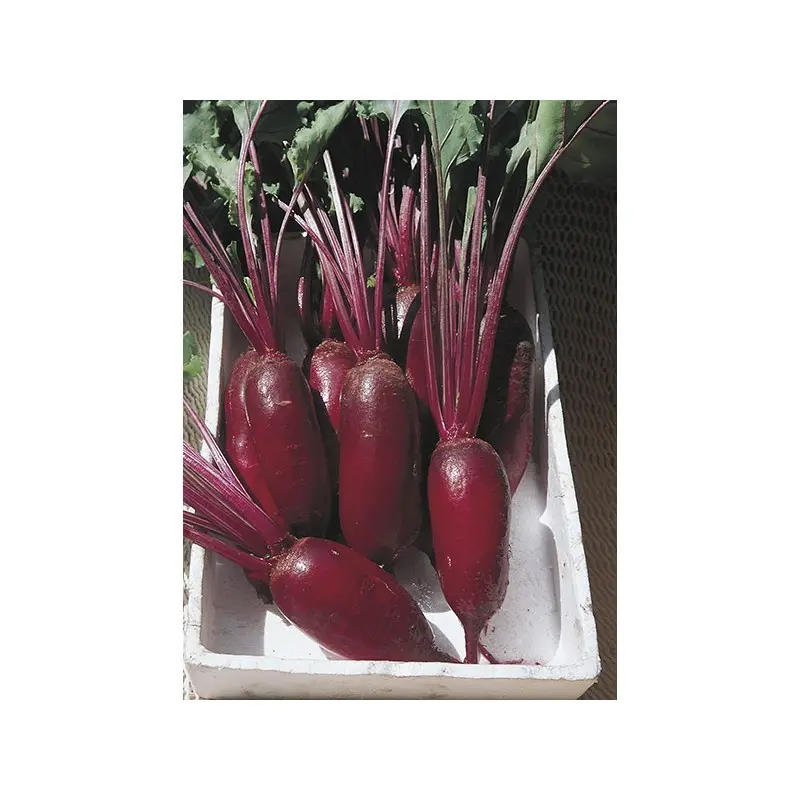 Rote Bete Cylindra