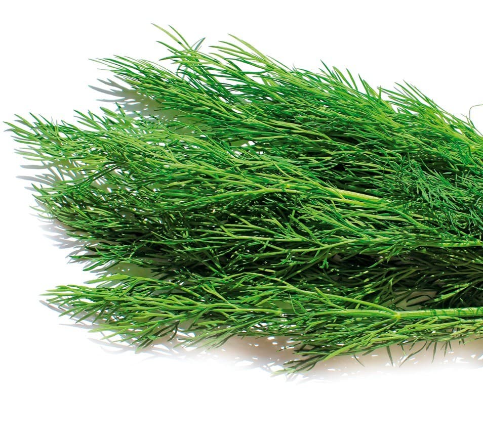 Garten-Dill Aroma 2